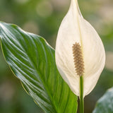 Green boutiQ - Zimmerpflanze - Einblatt - Spathiphyllum - Weiß - Pflegeleicht - 1 Pflanze - Topf 19cm - Höhe 70 - 80cm