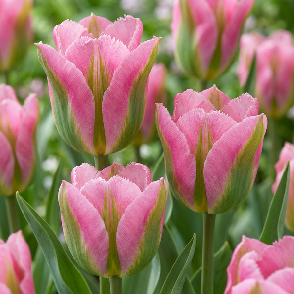 Tulipe Striped Crown - calibre 11/12