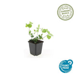 Grande pervenche en godet - Vinca major - H 10-25 cm, pot Ø9 cm - photo 2