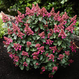 Green boutiQ - Gartenpflanze - Hydrangea paniculata Living Infinity - Rispenhortensie - Winterhart - Weiß - 1 Pflanze - Topf 12cm - Höhe 20-30cm