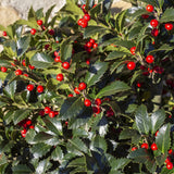 Green boutiQ - Gartenpflanze - Ilex meserveae Blue Maid - Stamm auf Pflanze - Terrassenpflanze - Laubabwerfend - Pflegeleicht - Topf 19cm Höhe 90cm