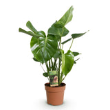 Green BoutiQ - Green is... Zimmerpflanzen - Monstera Deliciosa - Fensterblatt - Pflegeleicht - Grün - 1 Pflanze - Topf 17cm - Höhe 50-55cm