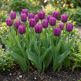 Tulipe triomphe violette