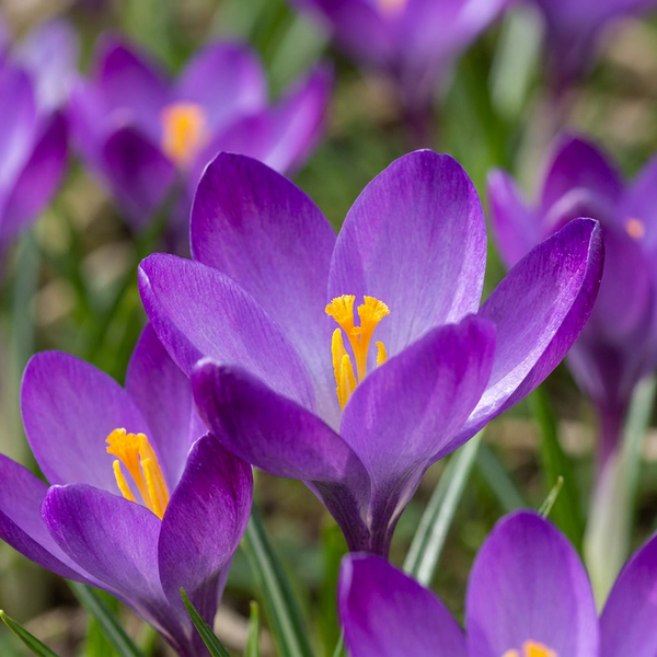 Crocus Ruby Giant