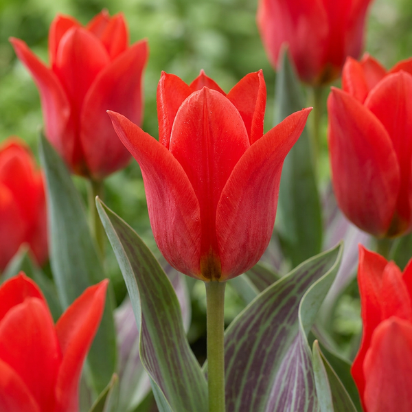 Tulipe de Greig rouge