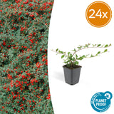Cotonéaster rampant dammeri en godet - Cotoneaster dammeri - H 10-25 cm, pot Ø9 cm