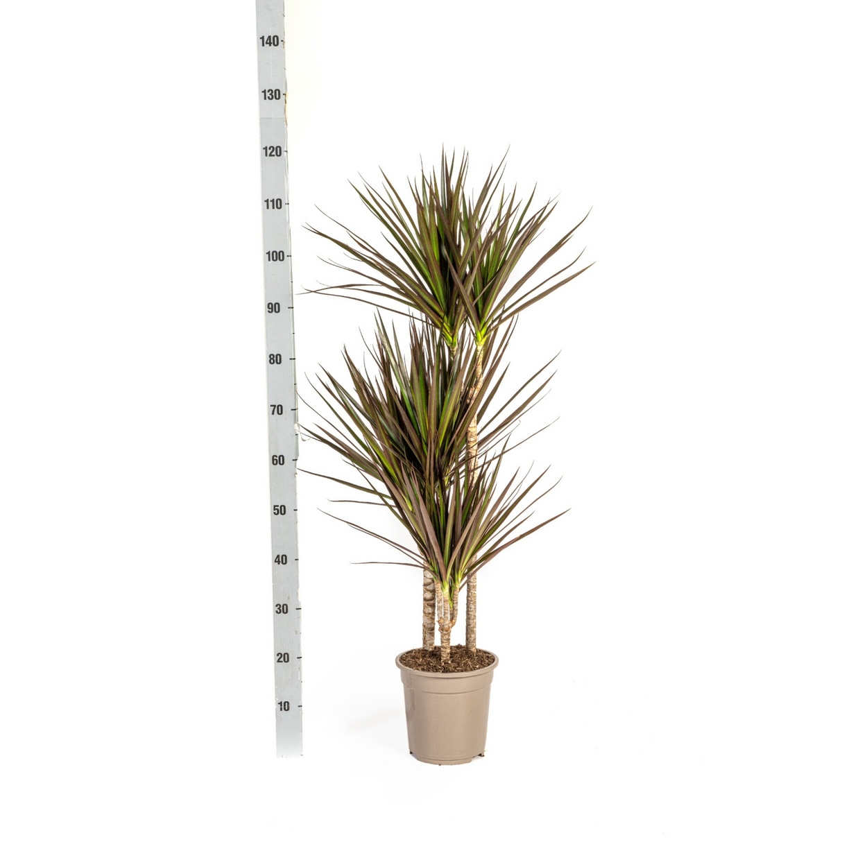 Drachenbaum Marginata Magenta mit Korb Ø21cm - ↕110 - 130cm