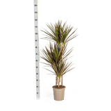 Drachenbaum Marginata Magenta mit Korb Ø21cm - ↕110 - 130cm