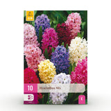 Green boutiQ - Blumenzwiebeln - Hyazinthen-Mix - Verschiedene Farben - 10 Stück - Zwiebelgröße 14/15 - XXL Pack