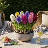 Green boutiQ - Blumenzwiebeln - Hyazinthen-Mix - Verschiedene Farben - 10 Stück - Zwiebelgröße 14/15 - XXL Pack