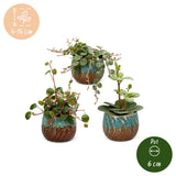 Baby Peperomia avec cache-pots cuivre - Hope, Pepperspot et prostrata - lot de 3