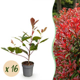 Kit haie Photinia Red Robin - H 25-35 cm, pot Ø9 cm
