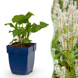 Persicaire Alba - H 15-25 cm, pot Ø11 cm