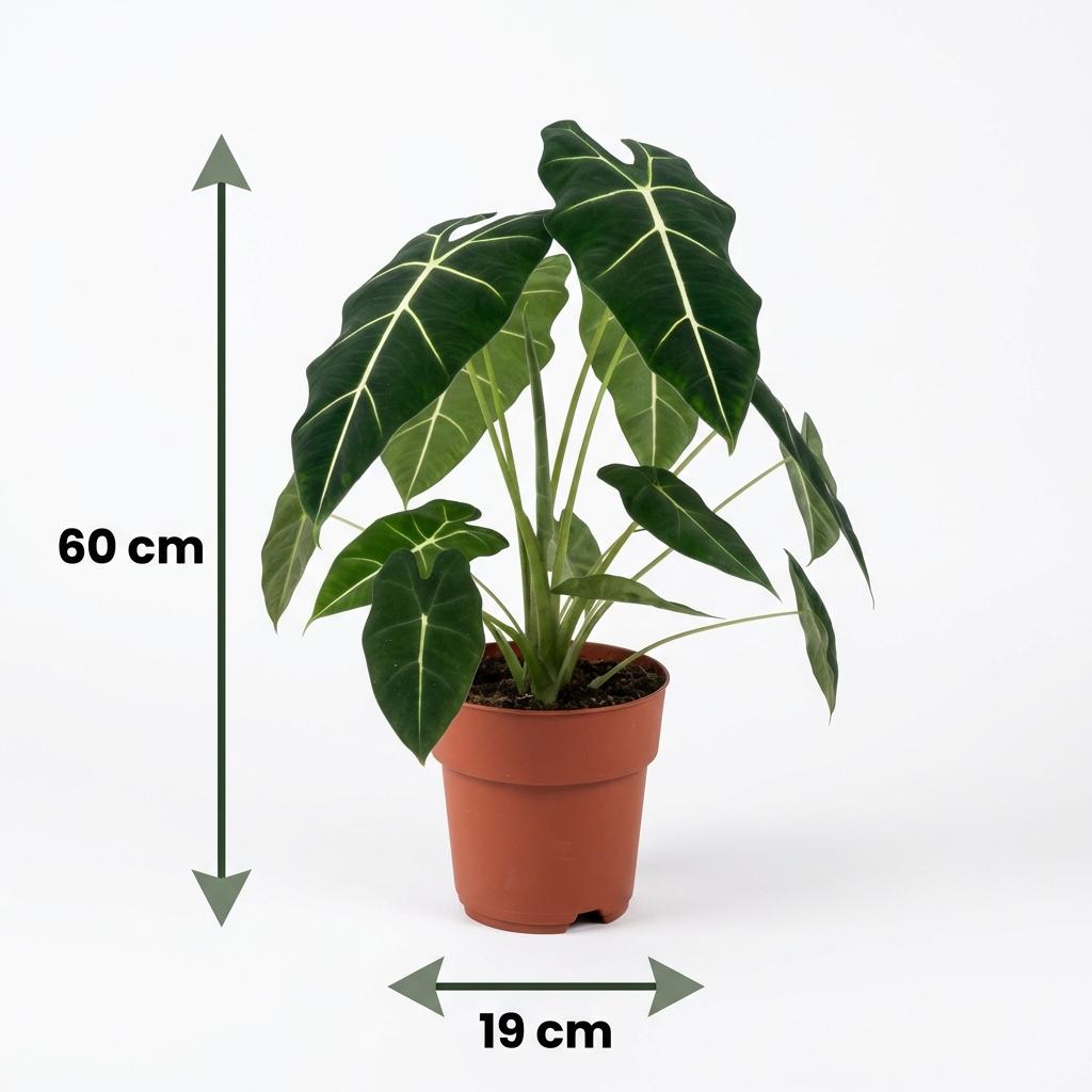 Green boutiQ - Zimmerpflanze - Elefantenohr - Alocasia Frydek - Grün - Pflegeleicht - 1 Pflanze - Topf 19cm - Höhe 60cm