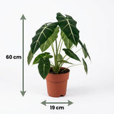 Green boutiQ - Zimmerpflanze - Elefantenohr - Alocasia Frydek - Grün - Pflegeleicht - 1 Pflanze - Topf 19cm - Höhe 60cm