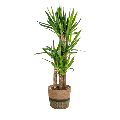 Yucca Elephantipes mit Korb Ø21cm - ↕90 - 110cm