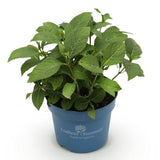 Green boutiQ - Gartenpflanze - Hortensie Endles Summer Summer Love Red - Winterhart - Rot - 1 Pflanze - Topf 14cm - Höhe 20-25cm
