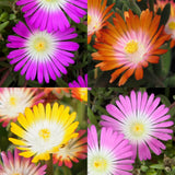 Green boutiQ - Bodendecker - Winterhart - Delosperma Jewel of Dessert - 8 Pflanzen - Farben Rot - Orange - Lila - Rosa - Wenig Pflege - Topf 14 Höhe 17