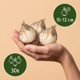 Ail d'ornement étoile de Perse