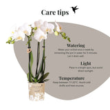 Orchidée Phalaenopsis blanche Mineral Amabilis et succulente - coffret Le Chic or - pot Ø9 cm