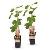 Figuier Rouge de Bordeaux - H 50 cm, pot Ø15 cm