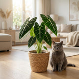 Green boutiQ - Zimmerpflanze - Elefantenohr - Alocasia Frydek - Grün - Pflegeleicht - 1 Pflanze - Topf 19cm - Höhe 60cm