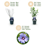 Green boutiQ - Gartenpflanze - Hibiscus syriacus Oiseau Bleu - Gartenhibiskus - Winterhart - Blau - 3 Pflanzen - Topf 17cm - Höhe 45cm