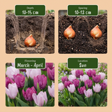 Tulipe Prince en mélange - calibre 11/16