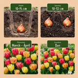Tulipe en mélange Symbiosa
