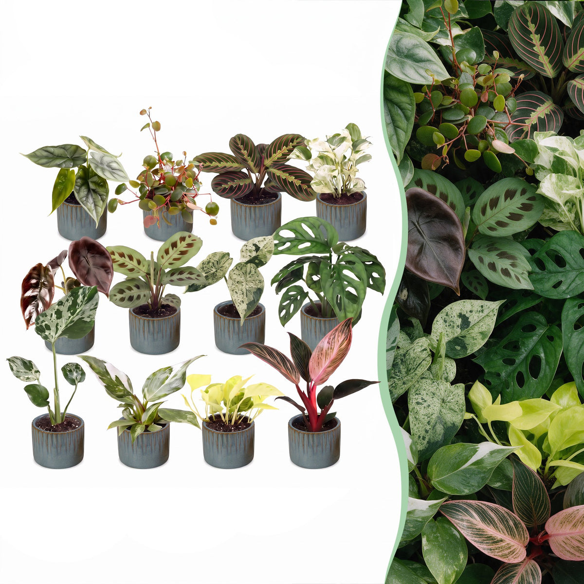 Box surprise baby plantes tropicales - lot de 12 mini plantes avec cache-pots Linnea bleu brume