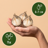 Ail d'ornement en mélange Buzzing Beauties - calibre 6/7