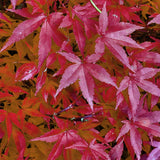 Green boutiQ - Terrassenpflanze - Japanischer Ahorn - Acer palmatum Pink Dwarf - Rosa - 2 Pflanzen - Laubabwerfend - Topf 19cm Höhe 70cm