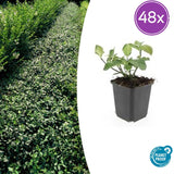 Fusain rampant Dart's Blanket en godet - Euonymus fortunei - H 10-25 cm, pot Ø9 cm