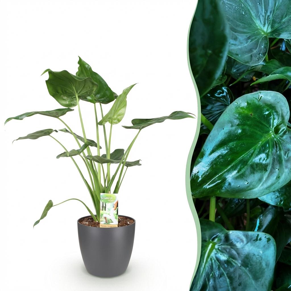 Green BoutiQ - Zimmerpflanzen - Alocasia Cucullata - Buddhas Hand - Pflegeleicht - Grün - 1 Pflanze - mit Übertopf Grau - Topf 21cm - Höhe 65-70cm
