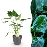 Green BoutiQ - Zimmerpflanzen - Alocasia Cucullata - Buddhas Hand - Pflegeleicht - Grün - 1 Pflanze - mit Übertopf Grau - Topf 21cm - Höhe 65-70cm