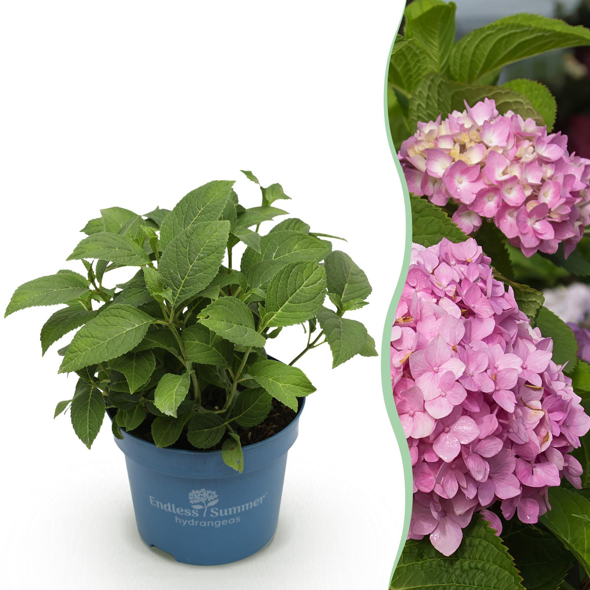 Hortensia Endless Summer The Original rose - Hydrangea macrophylla - H 20-25 cm, pot Ø14 cm - photo 14