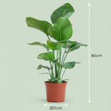 Green boutiQ - Zimmerpflanze - Paradiesvogelblume - Strelitzia Nicolai - Grün - Pflegeleicht - 1 Pflanze - Topf 19cm - Höhe 80 - 90cm