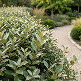 Kit haie Elaeagnus Compacta - H 25-35 cm, pot Ø9 cm