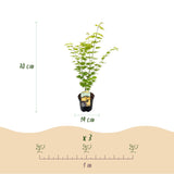 Green boutiQ - Terrassenpflanze - Japanischer Ahorn - Acer palmatum Jordan - Gelb - 2 Pflanzen - Laubabwerfend - Topf 19cm Höhe 70cm
