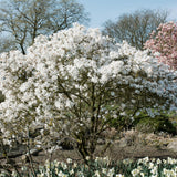 Green boutiQ - Sträucher - Magnolia Stellata - Blüte Weiß - 1 Pflanze - Laubabwerfend - Wenig Pflege - Topf 17cm Höhe 45cm
