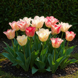 Green boutiQ - Blumenzwiebeln - Tulpen Hemisphere Mix - Verschiedene Farben - 12 Stück - Zwiebelgröße 11/12 - XXL Pack