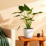 Green BoutiQ - Zimmerpflanzen - Alocasia Cucullata - Buddhas Hand - Pflegeleicht - Grün - 1 Pflanze - mit Übertopf Grau - Topf 21cm - Höhe 65-70cm