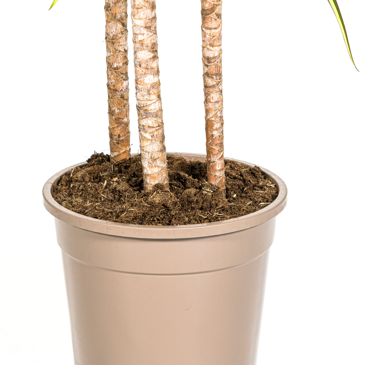 Drachenbaum Marginata Sunray Ø24cm - ↕130 - 150cm