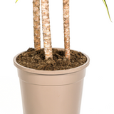 Drachenbaum Marginata Sunray Ø24cm - ↕130 - 150cm