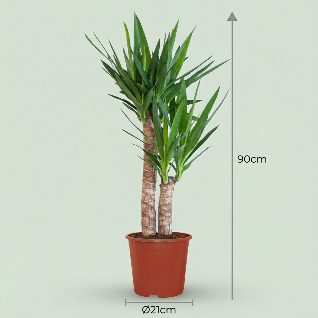 Green boutiQ - Zimmerpflanze - Yucca (Palmlilie) - Yucca Elephantipes - Grün - Pflegeleicht - 1 Pflanze - Topf 21cm - Höhe 80 - 90cm