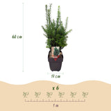 Green boutiQ - Heckenpflanzen - Taxus media Hillii - Blatt grün - 6 Pflanzen - 1 lfm - immergrün - Topf 17cm Höhe 60cm