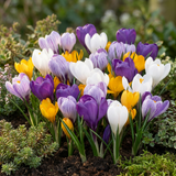 Crocus à grandes fleurs en mélange