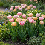 Tulipe Peaches & Kisses en mélange - calibre 11/12