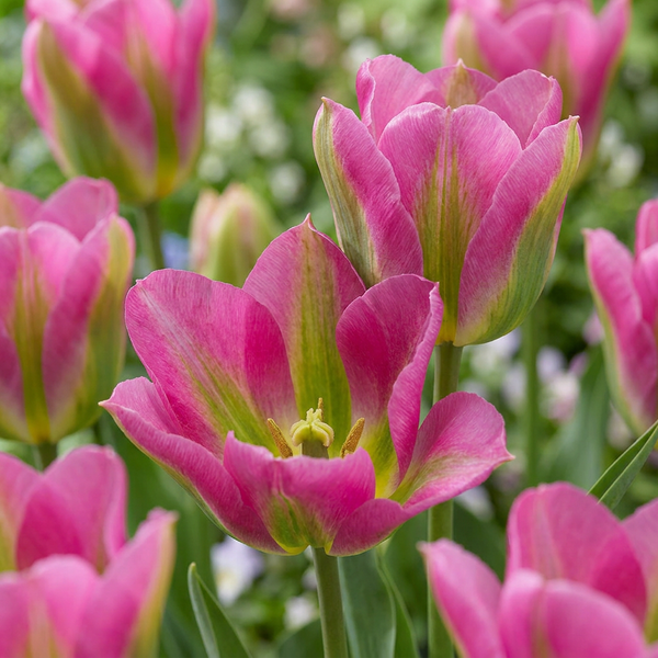 Tulipe Strawberry Lemonade en mélange