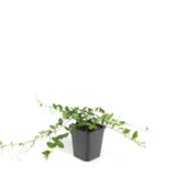 Petite pervenche Alba en godet - Vinca minor - H 10-25 cm, pot Ø9 cm - photo 2